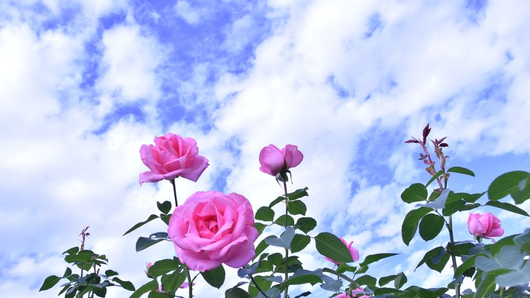 導(dǎo)引按摩術(shù)